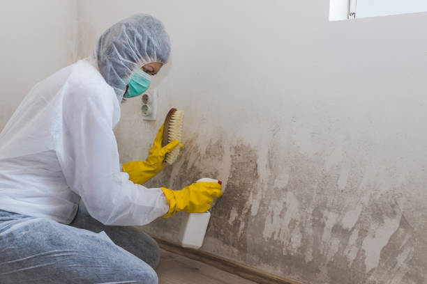 Best Emergency Mold Removal  in Stagecoach, NV
