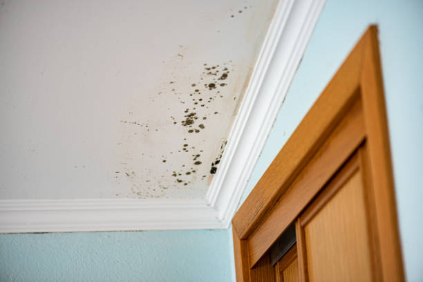Best Certified Mold Removal  in Stagecoach, NV