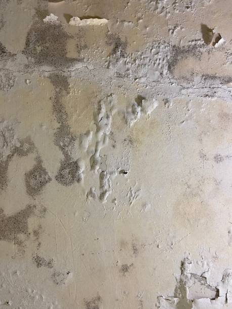 Best Mold Cleaning Services  in Stagecoach, NV