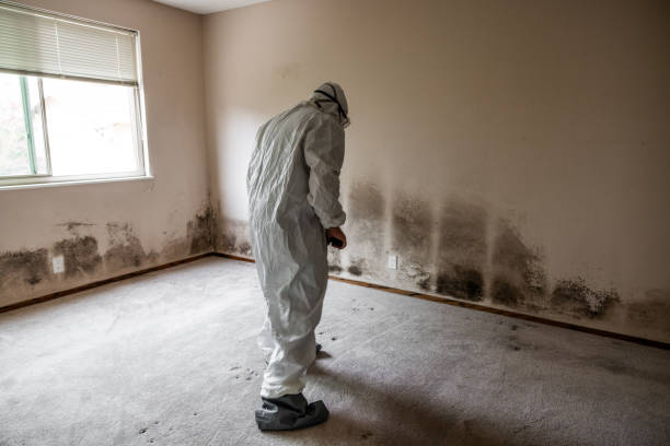 Mold Testing and Removal in Stagecoach, NV