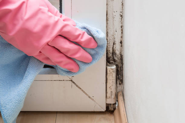 Best Attic Mold Removal  in Stagecoach, NV
