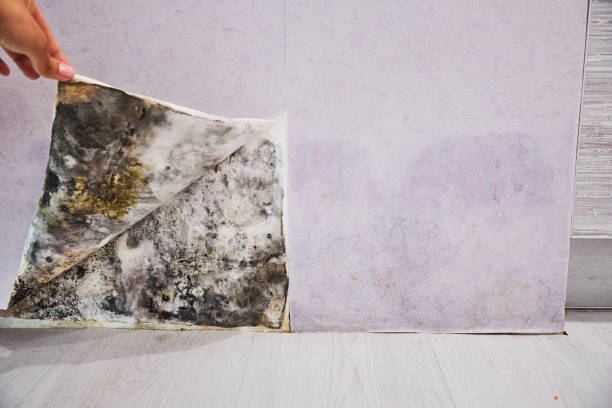 Best Home Mold Removal  in Stagecoach, NV
